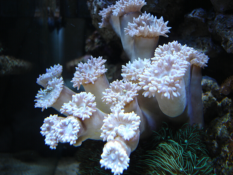 blue duncan coral